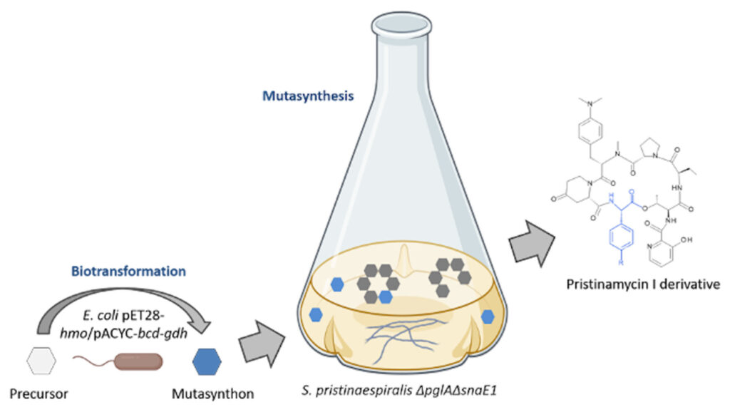 Schematische Abbildung des Biotransformation-gekoppelten Mutasynthese-Ansatz (Die Bildrechte liegen bei dem Verfasser der Mitteilung.)