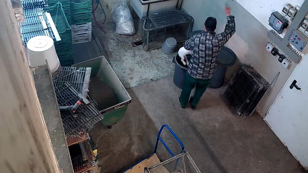 ANINOVA deckte illegale Tötung von Tieren in der größten Kaninchenzucht Deutschlands
