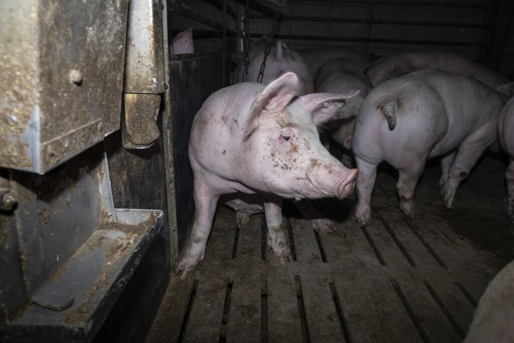 Nach Aufdeckung von Tierquälerei: Amtsgericht Hameln verurteilt skrupellosen Schweinemäster zu hoher Geldstrafe & Vorstrafe