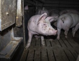 Nach Aufdeckung von Tierquälerei: Amtsgericht Hameln verurteilt skrupellosen Schweinemäster zu hoher Geldstrafe & Vorstrafe