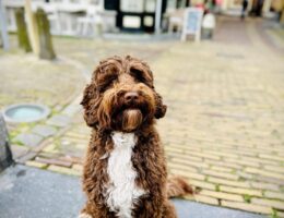 Hund auf dem Appelsteeg in dOude Stad_historisches Zentrum von Alkmaa (Bildquelle: Visit-Alkmaar)