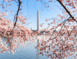 Das Washington Monument zu Zeiten der großen Kirschblüte in Washington