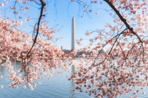 Das Washington Monument zu Zeiten der großen Kirschblüte in Washington