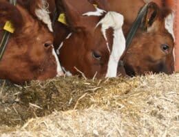 Moderne Milchviehfütterung: Gemeinsames AVA-Seminar für Tierärzte, Landwirte und Berater - ein voller Erfolg