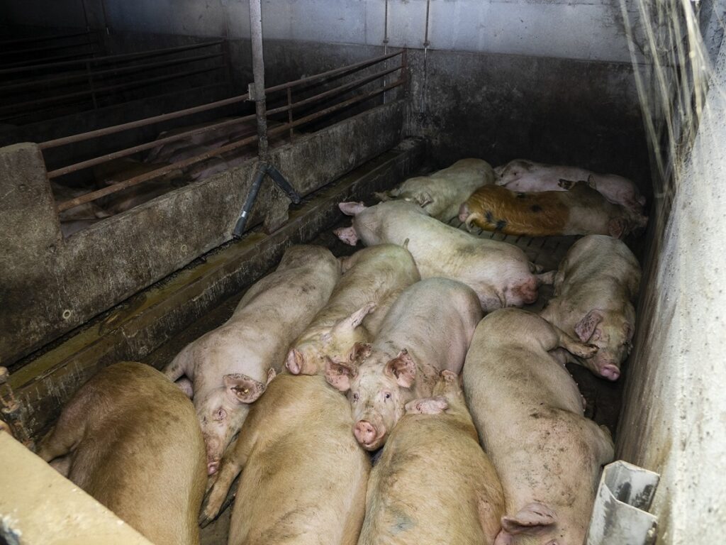 Skrupelloser Schweinemäster kommt mit geringer Geldauflage davon - "Wir sind enttäuscht"