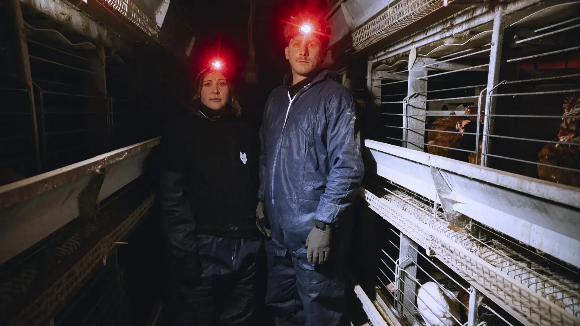 Content Creator Malte Zierden und ANINOVA retten Hühner aus Osterei Käfighaltung- Appel zu Ostern: Lieber vegane Schoko-Eier sta
