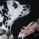 Das neue limitiertes Hunde-Halsband-Set im angesagten Leo-Look (© beautytau)