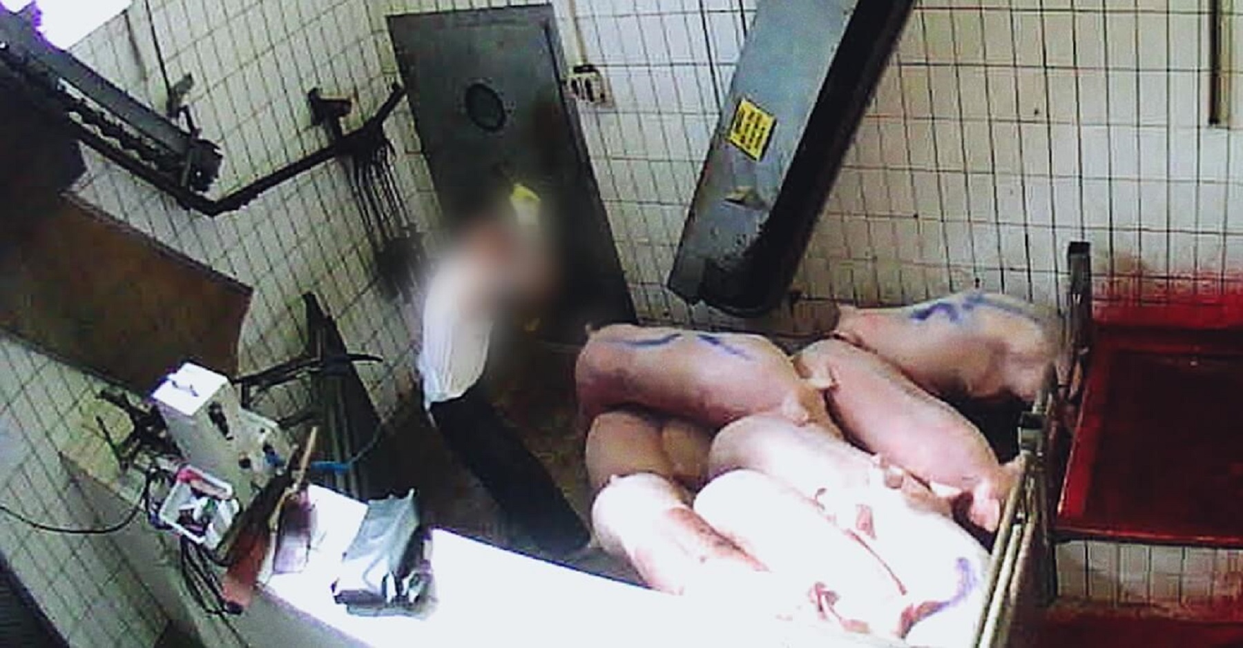 Nach Skandal-Bildaufnahmen: Gericht verurteilt zwei Mitarbeitende vom Schlachthof Neuruppin wegen Tierquälerei