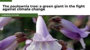 Farmers Future - Paulownia tree (Die Bildrechte liegen bei dem Verfasser der Mitteilung.)
