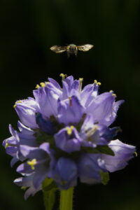 Biene Chelostoma rapunculi über Glockenblume (Bildquelle: Beehome)