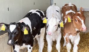 Kennen Sie die Prinzessinnen der Milchviehbetriebe? AVA-Update gemeinsam für Tierärzte und Landwirte